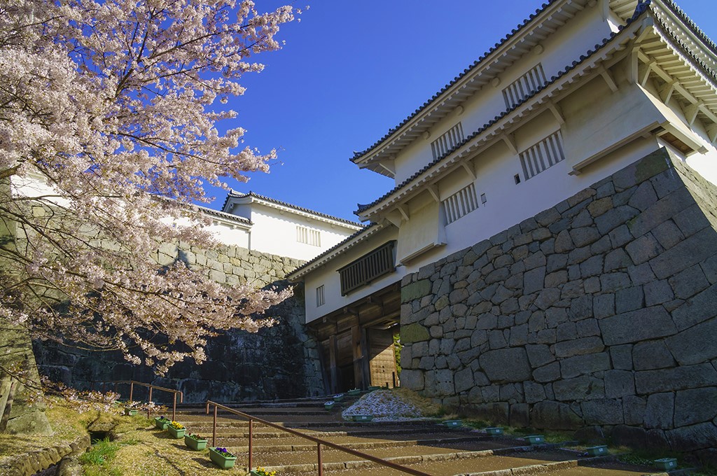 二本松城の桜